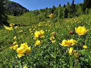 24 Botton d'oro (Trollius euopaeus)